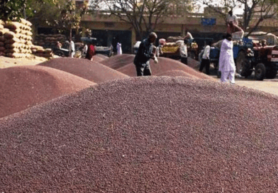 सरसों एवं चना की एमएसपी खरीद के लिए 15 मार्च से रजिस्ट्रेशन शुरू होंगे, 25 मार्च से आरंभ होगी खरीद