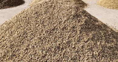 एमएसपी पर खरीद : फर्जी गिरदावरी और फर्जी पंजीयन के 15 हजार से अधिक मामले पकड़े, टोकन निरस्त होंगे