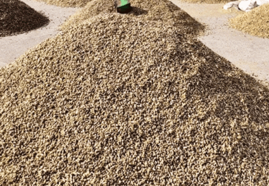 एमएसपी पर खरीद : फर्जी गिरदावरी और फर्जी पंजीयन के 15 हजार से अधिक मामले पकड़े, टोकन निरस्त होंगे